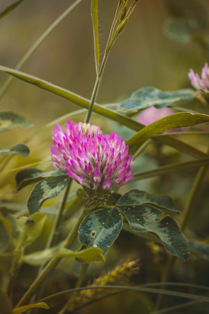 Clover. Wildflowers on a sunny day in June. Close-up on a blurred background.の写真素材