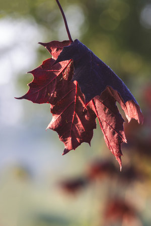 Leaves. Sunny day in the forest. Close-up on a blurred background.