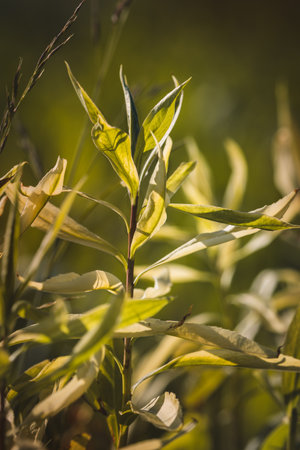 Leaves. Sunny June day in the forest. Close-up on a blurred background.