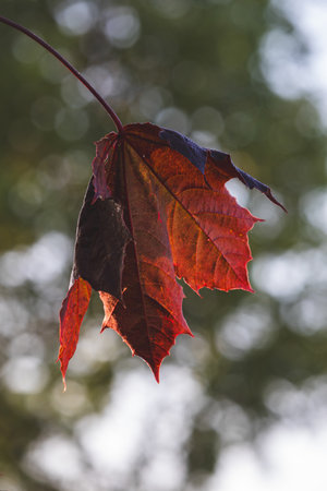 Leaves. Sunny day in the forest. Close-up on a blurred background.