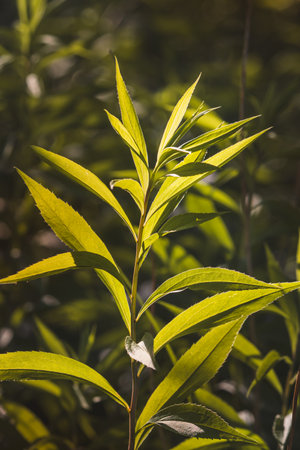 Leaves. Sunny June day in the forest. Close-up on a blurred background.