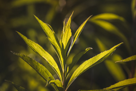 Leaves. Sunny June day in the forest. Close-up on a blurred background.