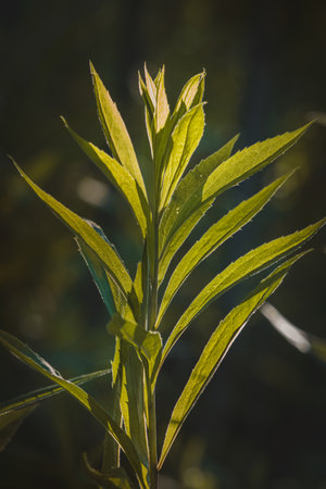 Leaves. Sunny June day in the forest. Close-up on a blurred background.の写真素材