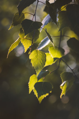 Leaves. Sunny June day in the forest. Close-up on a blurred background.の写真素材