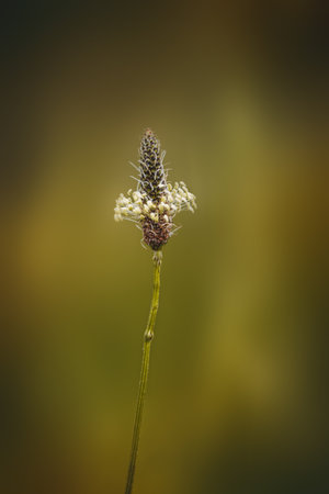 Field plants on a sunny day in June. Blurred background, close-up.の写真素材
