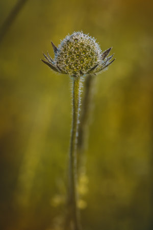 Field plants on a sunny day in June. Blurred background, close-up.の写真素材