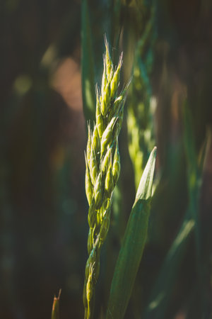 Field plants on a sunny day in June. Blurred background, close-up.の写真素材