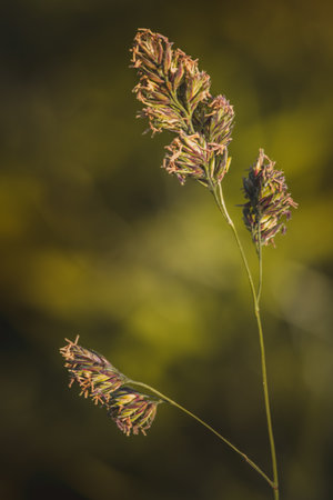 Field plants on a sunny day in June. Blurred background, close-up.の写真素材