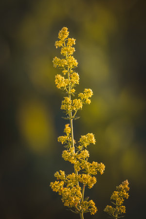 Field plants on a sunny day in June. Blurred background, close-up.の写真素材