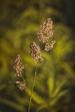Field plants on a sunny day in June. Blurred background, close-up.の写真素材