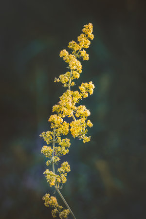 Field plants on a sunny day in June. Blurred background, close-up.の写真素材