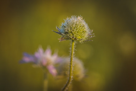 Field plants on a sunny day in June. Blurred background, close-up.の写真素材