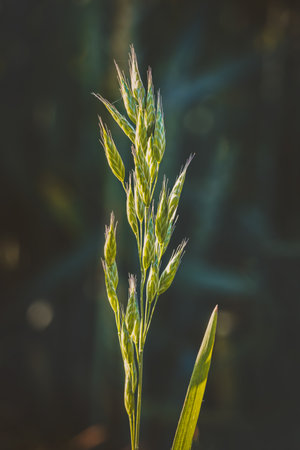 Field plants on a sunny day in June. Blurred background, close-up.の写真素材