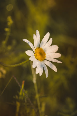 Chamomile. Wildflowers on a sunny day in June. Close-up on a blurred background.の写真素材