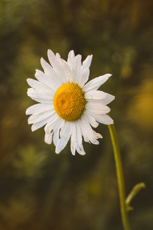 Chamomile. Wildflowers on a sunny day in June. Close-up on a blurred background.