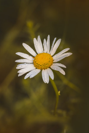 Chamomile. Wildflowers on a sunny day in June. Close-up on a blurred background.の写真素材