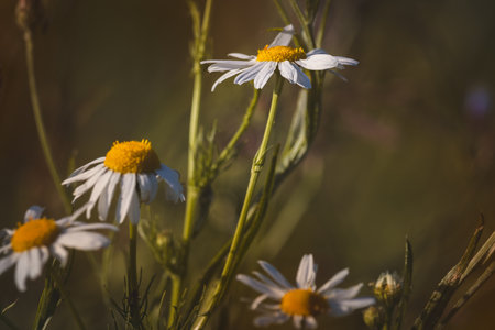 Chamomile. Wildflowers on a sunny day in June. Close-up on a blurred background.の写真素材