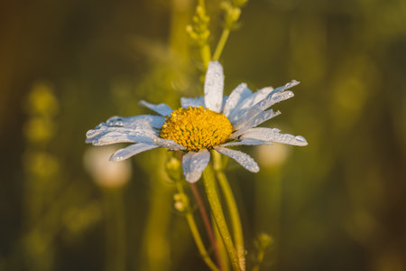 Chamomile. Wildflowers on a sunny day in June. Close-up on a blurred background.の写真素材