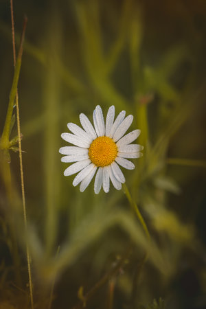 Chamomile. Wildflowers on a sunny day in June. Close-up on a blurred background.の写真素材