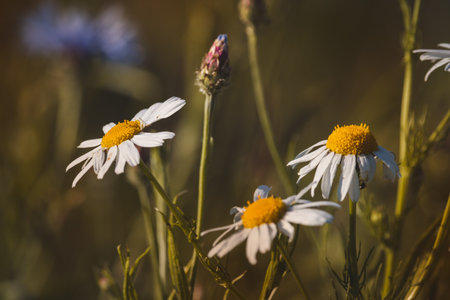 Chamomile. Wildflowers on a sunny day in June. Close-up on a blurred background.の写真素材