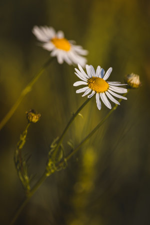 Chamomile. Wildflowers on a sunny day in June. Close-up on a blurred background.の写真素材