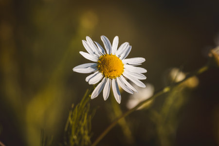 Chamomile. Wildflowers on a sunny day in June. Close-up on a blurred background.の写真素材