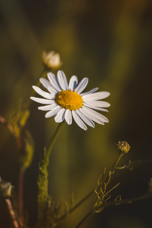 Chamomile. Wildflowers on a sunny day in June. Close-up on a blurred background.の写真素材