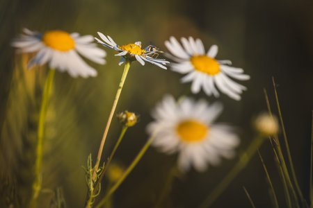 Chamomile. Wildflowers on a sunny day in June. Close-up on a blurred background.の写真素材