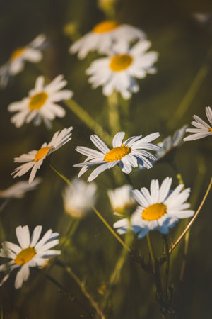 Chamomile. Wildflowers on a sunny day in June. Close-up on a blurred background.の写真素材