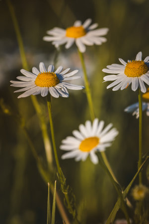 Chamomile. Wildflowers on a sunny day in June. Close-up on a blurred background.の写真素材