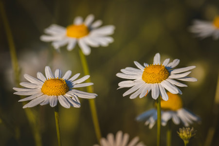 Chamomile. Wildflowers on a sunny day in June. Close-up on a blurred background.の写真素材