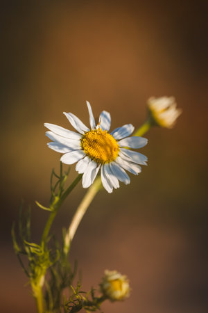 Chamomile. Wildflowers on a sunny day in June. Close-up on a blurred background.の写真素材