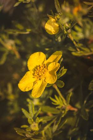 Cinquefoil. Wildflowers on a sunny day in June. Close-up on a blurred background.