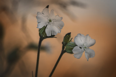 Catchfly. Wildflowers on a sunny day in June. Close-up on a blurred background.の写真素材