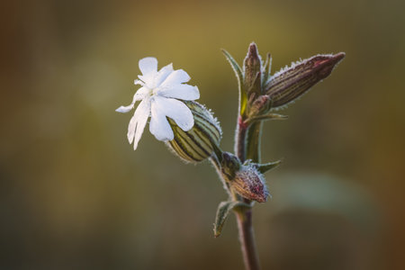 Catchfly. Wildflowers on a sunny day in June. Close-up on a blurred background.の写真素材