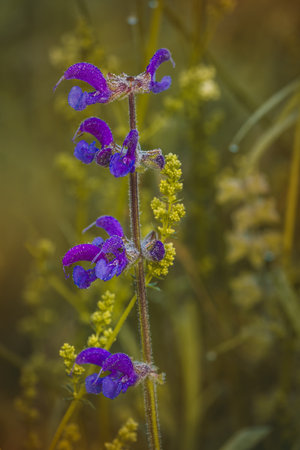 Wildflowers on a sunny day in June. Close-up on a blurred background.の写真素材