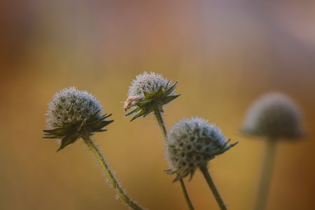 Wildflowers on a sunny day in June. Close-up on a blurred background.の写真素材