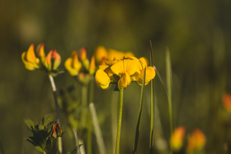 Wildflowers on a sunny day in June. Close-up on a blurred background.の写真素材