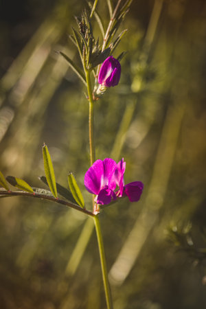 Wildflowers on a sunny day in June. Close-up on a blurred background.の写真素材