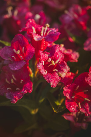 Weigela flowers on a sunny day in June. Close-up on a blurred background.の写真素材