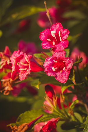 Weigela flowers on a sunny day in June. Close-up on a blurred background.の写真素材