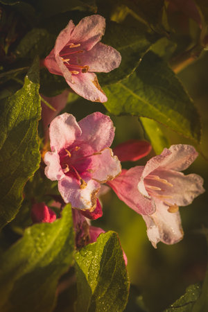 Weigela flowers on a sunny day in June. Close-up on a blurred background.の写真素材