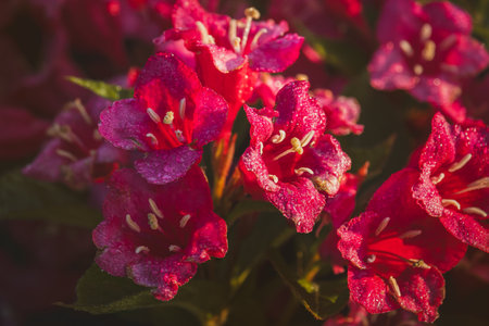 Weigela flowers on a sunny day in June. Close-up on a blurred background.の写真素材