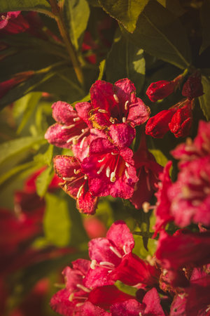 Weigela flowers on a sunny day in June. Close-up on a blurred background.の写真素材