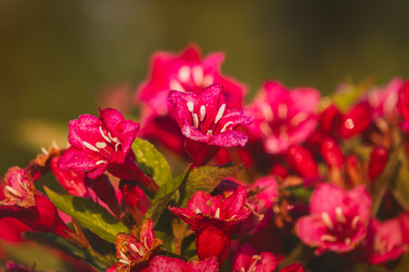 Weigela flowers on a sunny day in June. Close-up on a blurred background.の写真素材