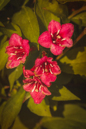 Weigela flowers on a sunny day in June. Close-up on a blurred background.の写真素材