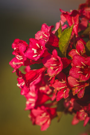 Weigela flowers on a sunny day in June. Close-up on a blurred background.の写真素材