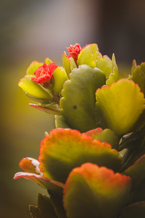 Kalanchoe. Close-up of beautiful flowers on a sunny June day against a blurred background.