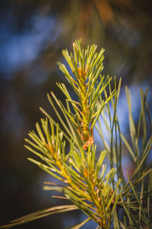 Coniferous tree against a blurred background on a sunny June day.
