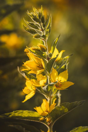 Flowers against a blurred background on a sunny June day.